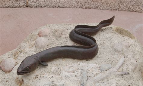 eel pics|eels with legs.